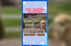 吃瓜群众娱乐版下载安装,轻松下载，畅享欢乐时光