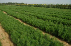 白皮松种子,特性、用途与种植养护全解析