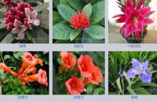 花名大全娱乐,揭秘网络世界中的趣味花名文化
