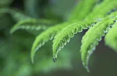 绿色桌面壁纸高清,清新护眼，美化视界